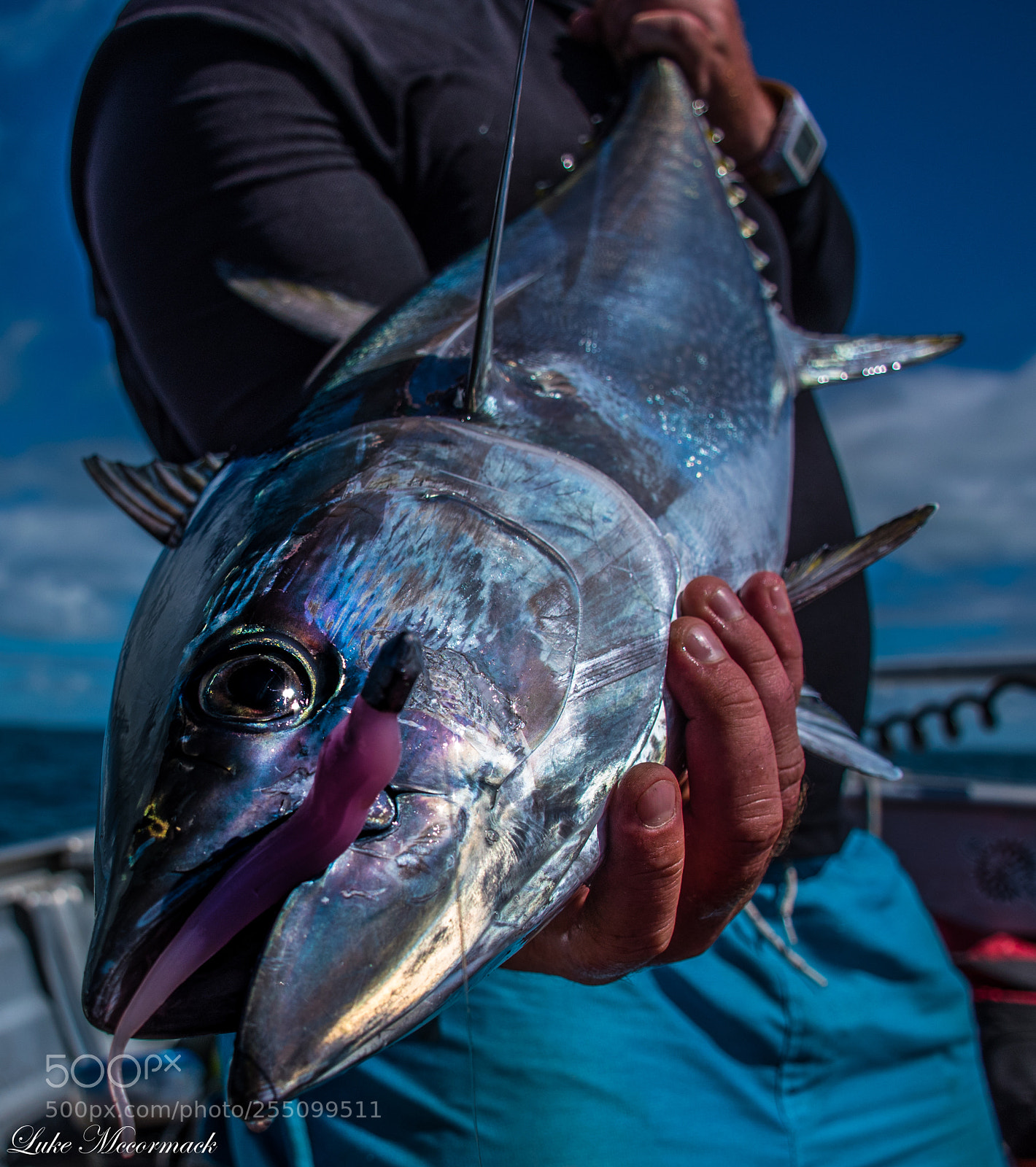 Nikon D5600 sample photo. Tuna fish photography