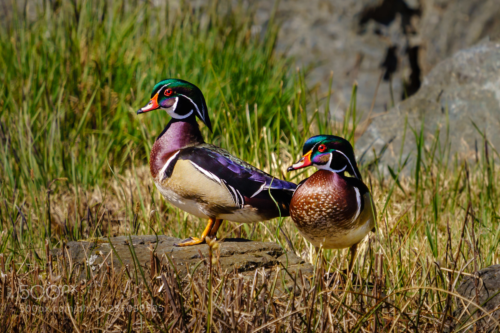 Sony a7R III sample photo. Wood ducks are back photography