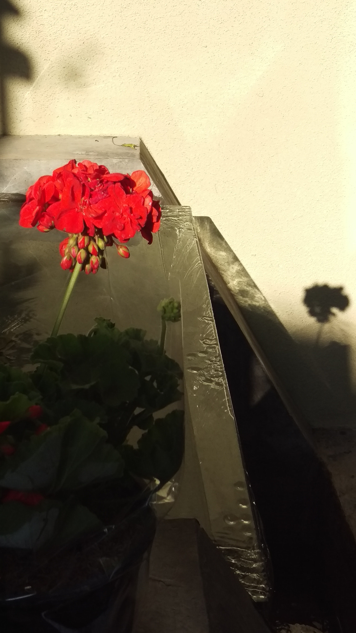 HTC ONE M9 sample photo. Gazing upon my shadow photography