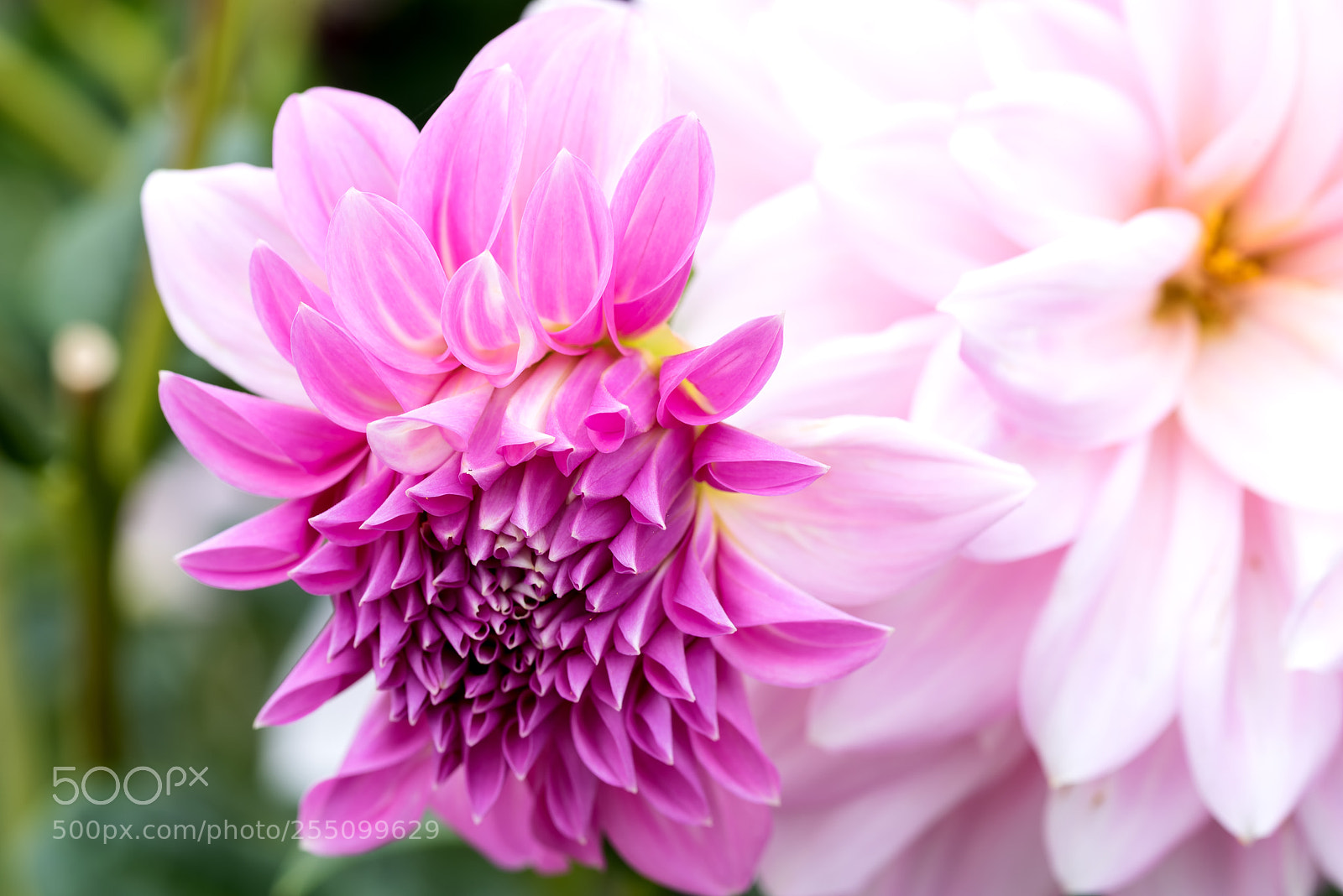 Nikon D810 sample photo. Immature pink dahlia photography