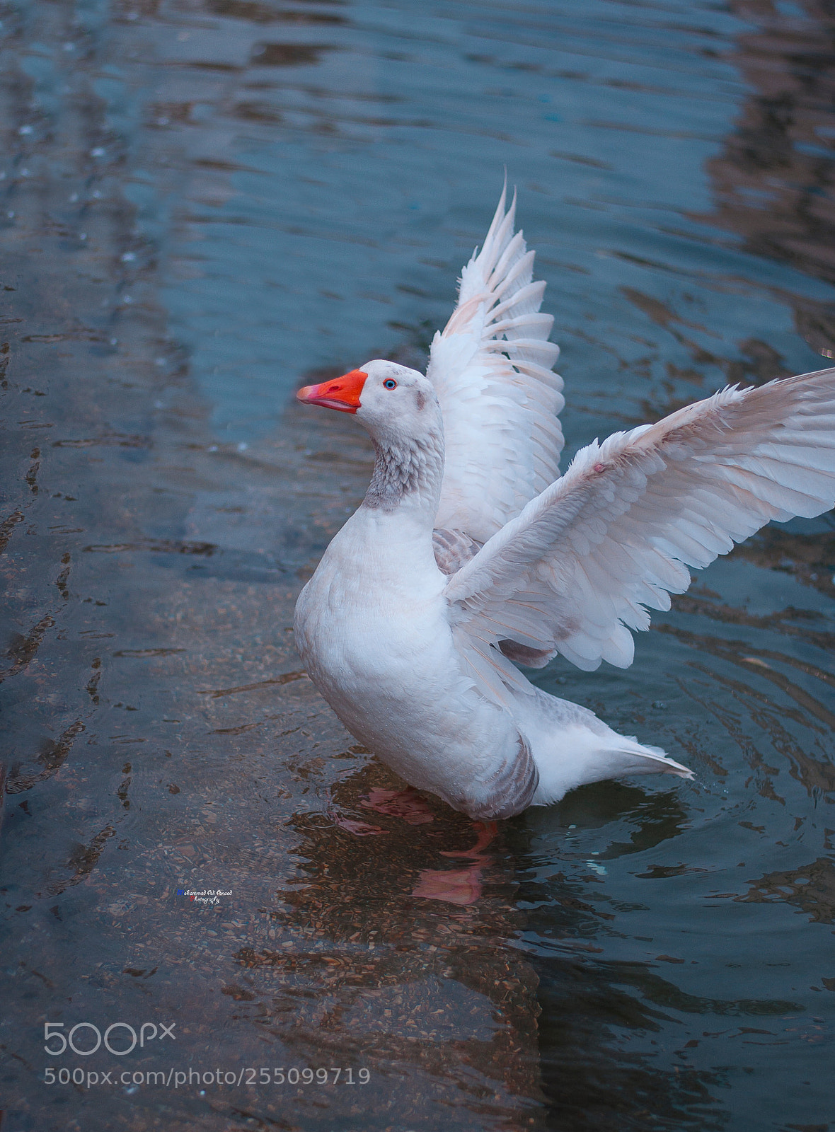 Nikon D90 sample photo. Untitled photography