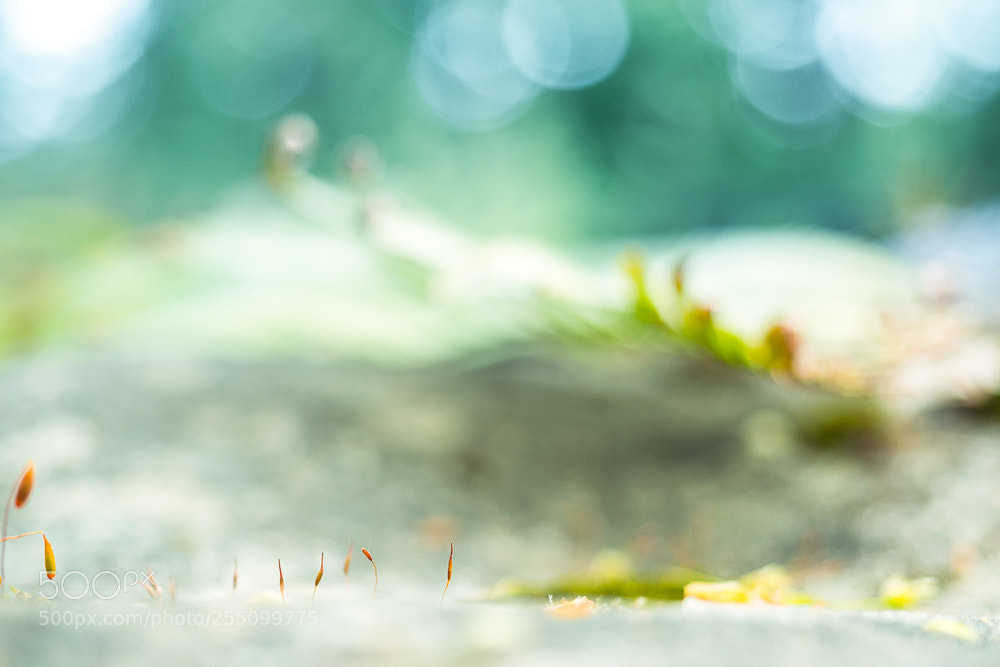 Olympus OM-D E-M10 II sample photo. Minimini tout petit photography