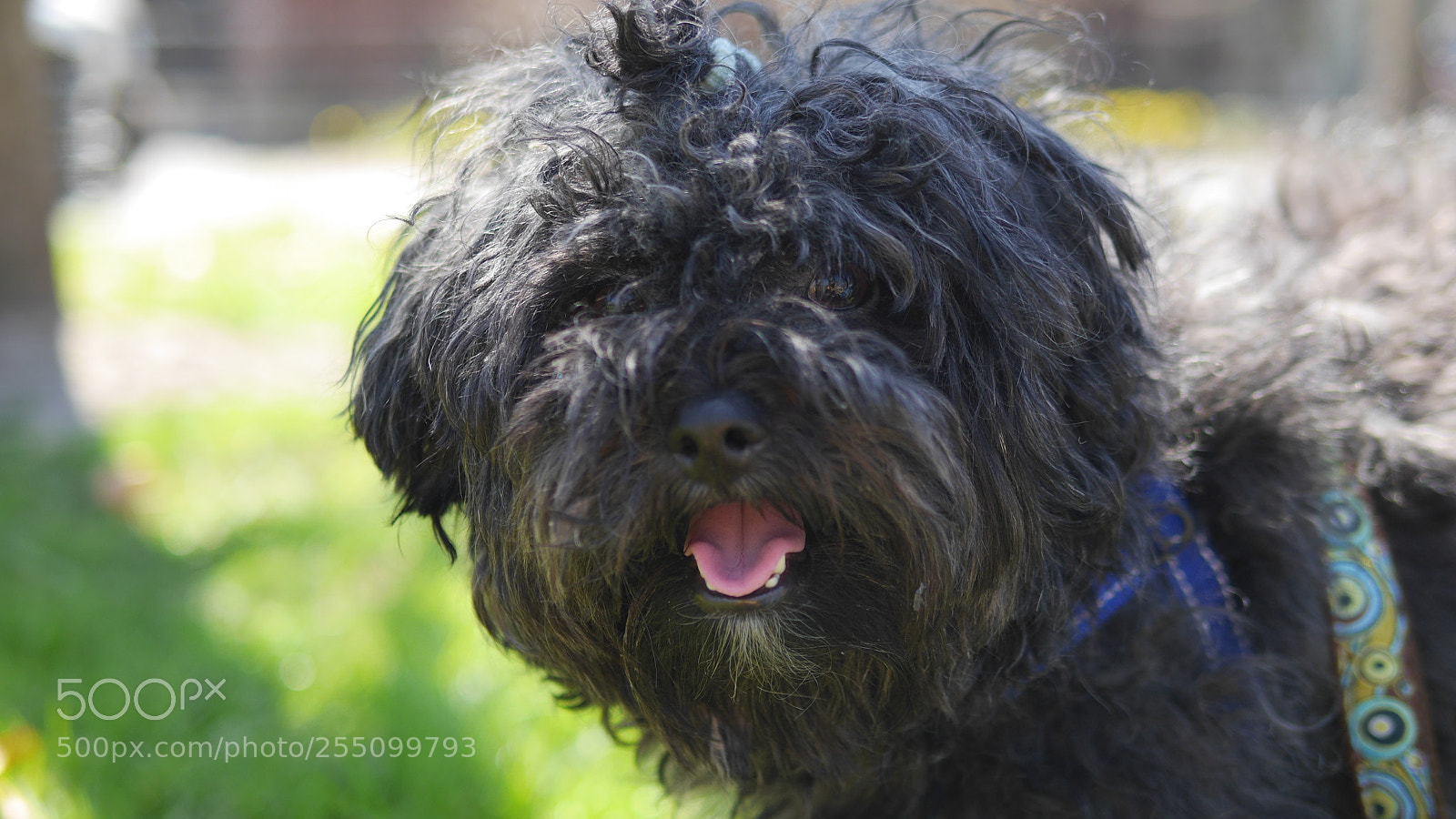 Panasonic Lumix DMC-GH3 sample photo. Best friend photography