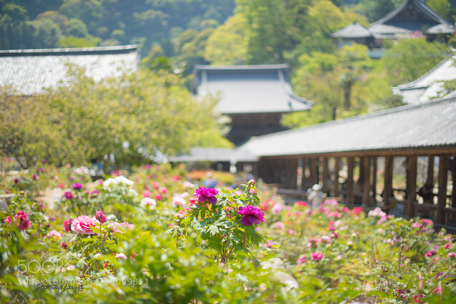 Nikon D810 sample photo. It stands out photography