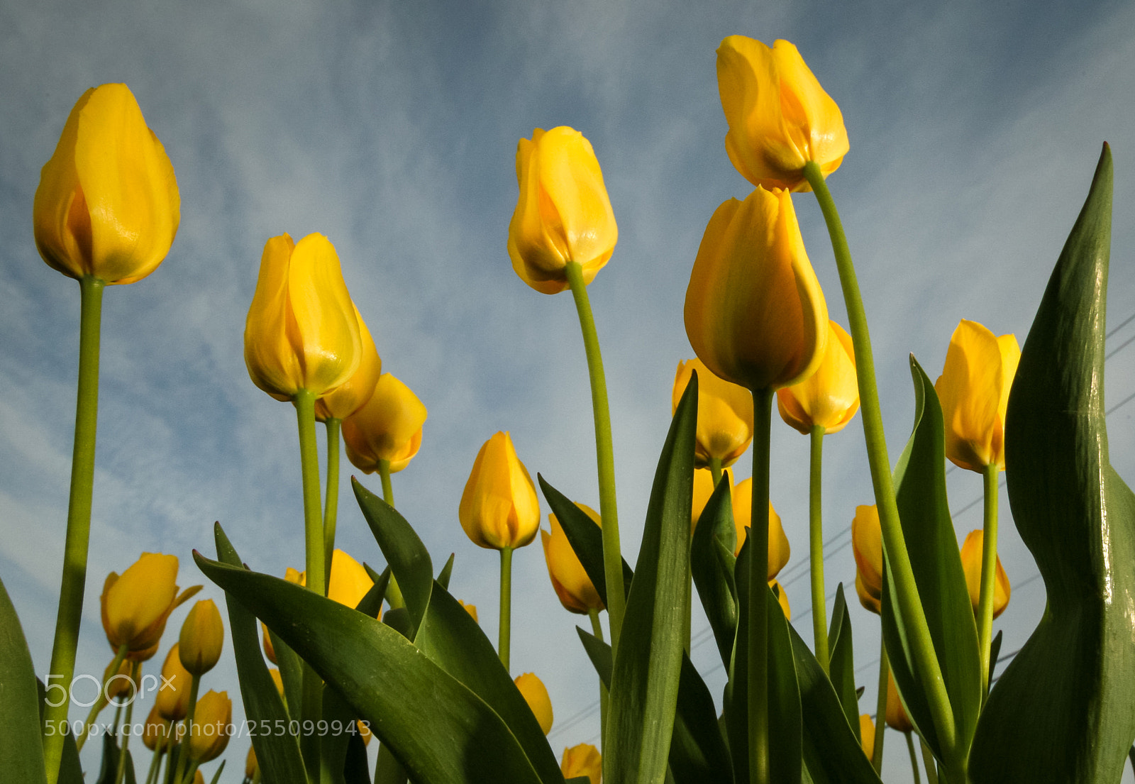 Canon EOS-1D Mark III sample photo. Yellow tulips photography
