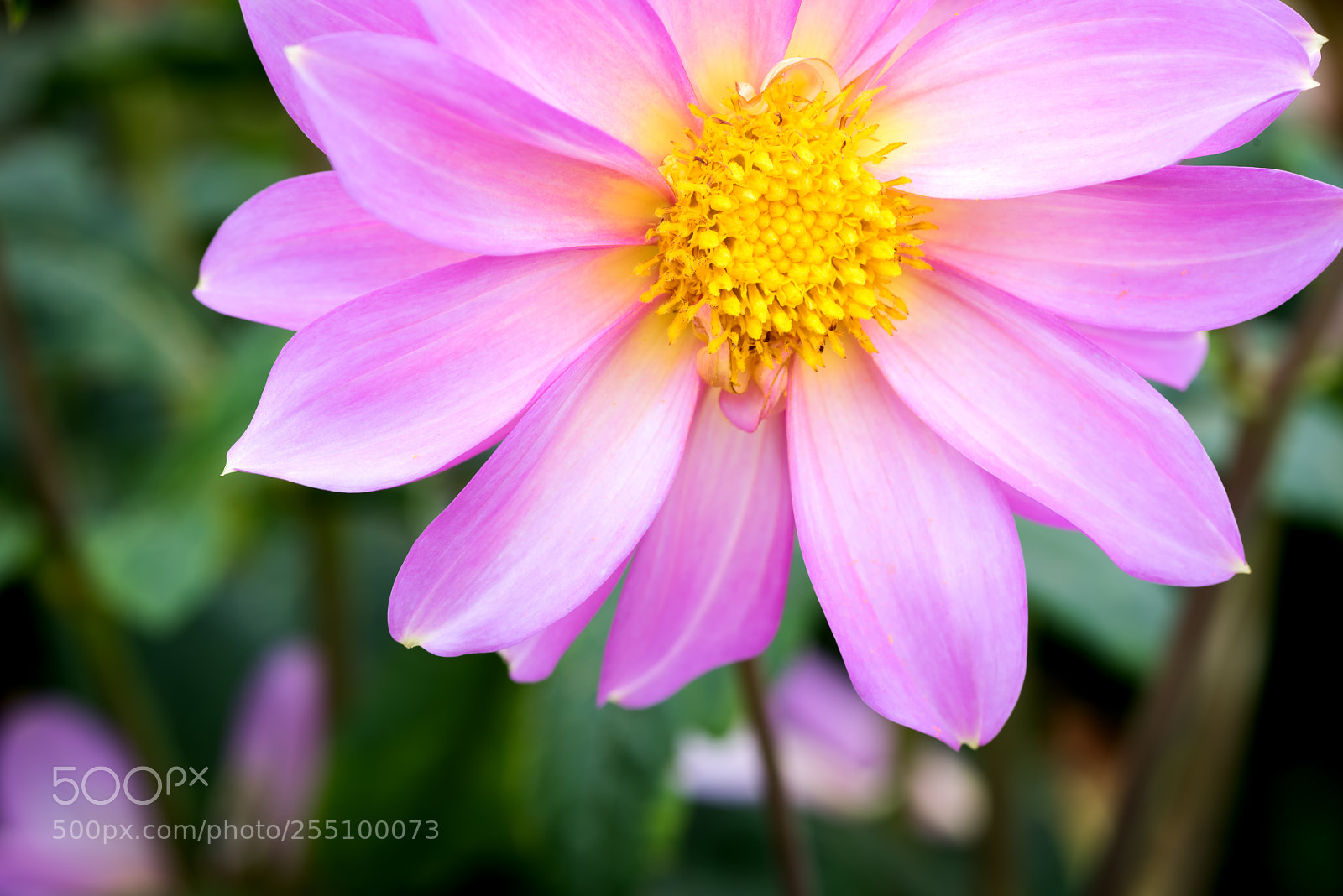 Nikon D810 sample photo. Sunshine photography