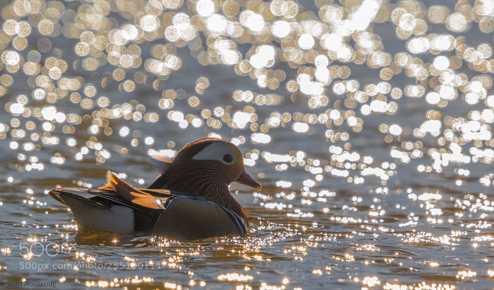 Canon EOS 7D Mark II sample photo. Mandarin backlit bokeh ! photography