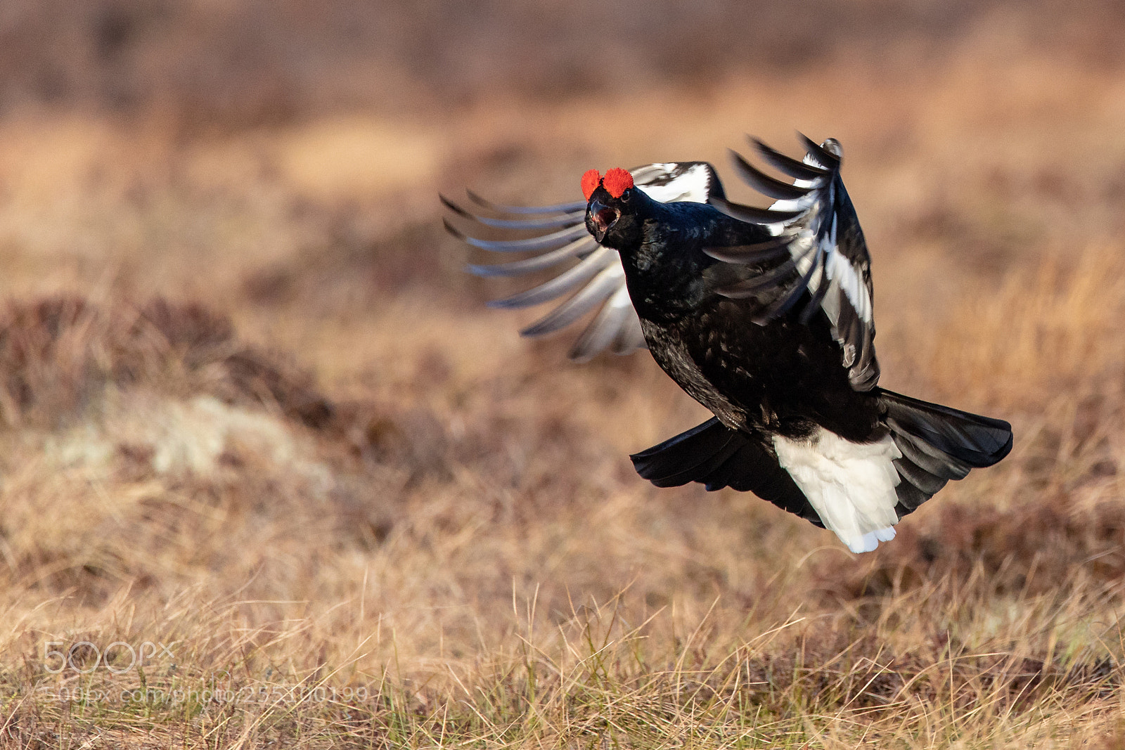 Canon EOS 5D Mark IV sample photo. Black grouse photography