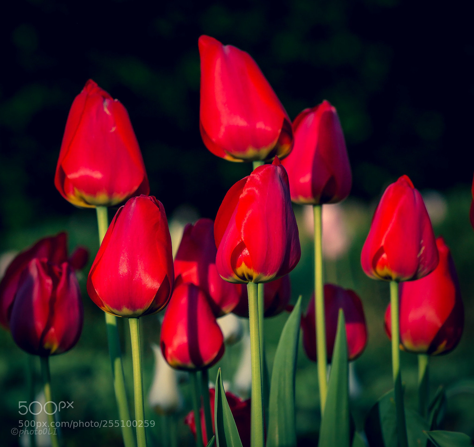 Panasonic Lumix DMC-GX8 sample photo. Tulpen photography