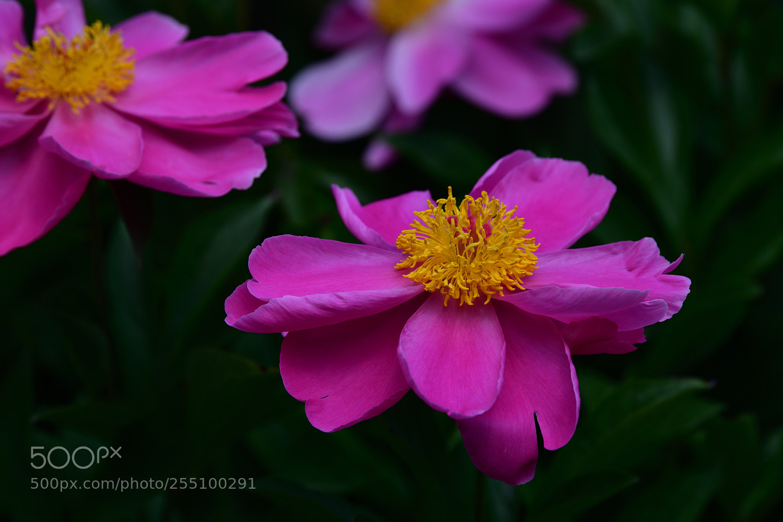 Nikon D850 sample photo. Azalea@shanghai photography