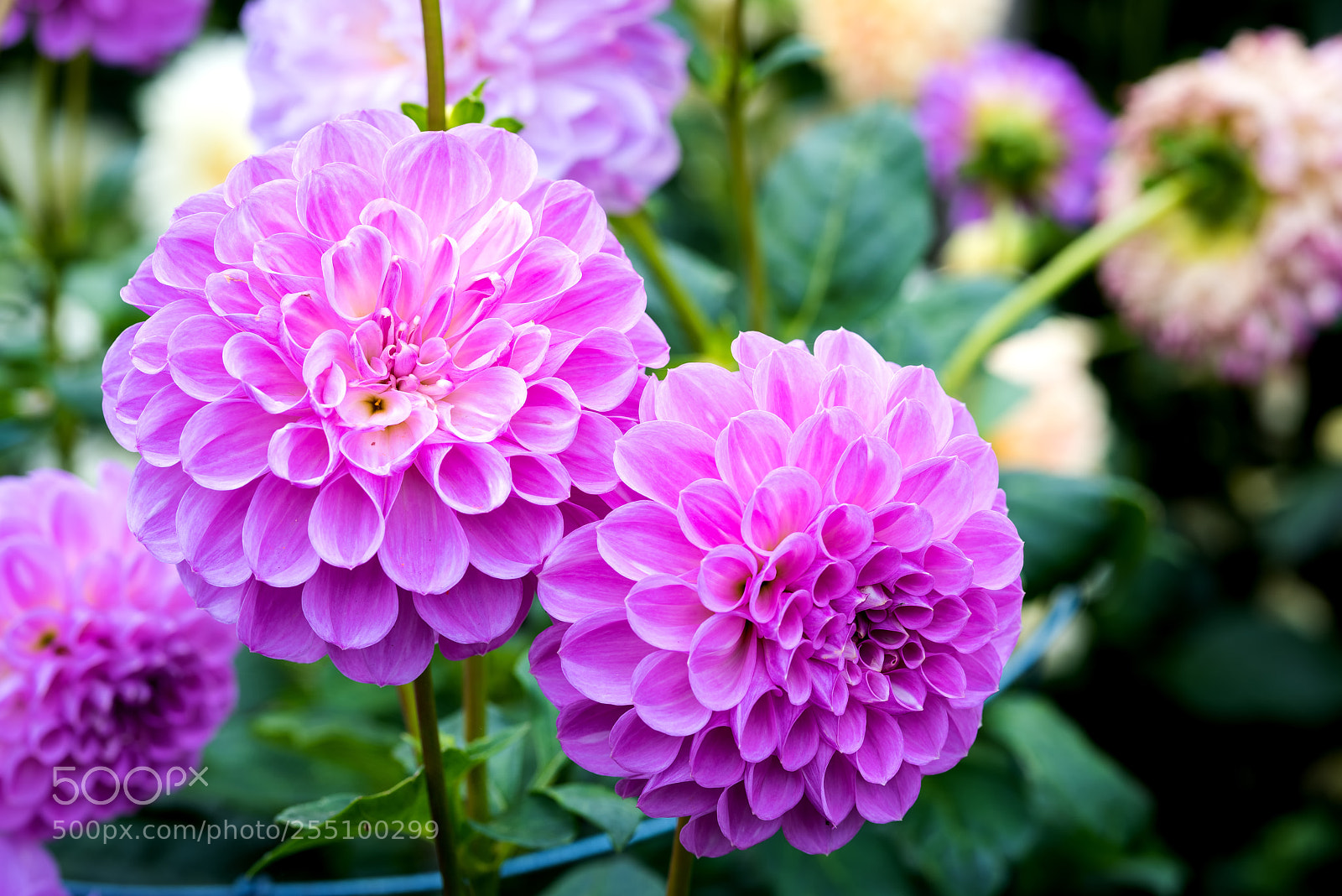 Nikon D810 sample photo. A posy of dahlias photography