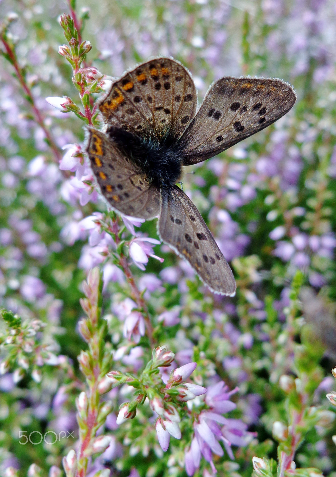 Sony Cyber-shot DSC-W690 sample photo. Beauty on calluna photography