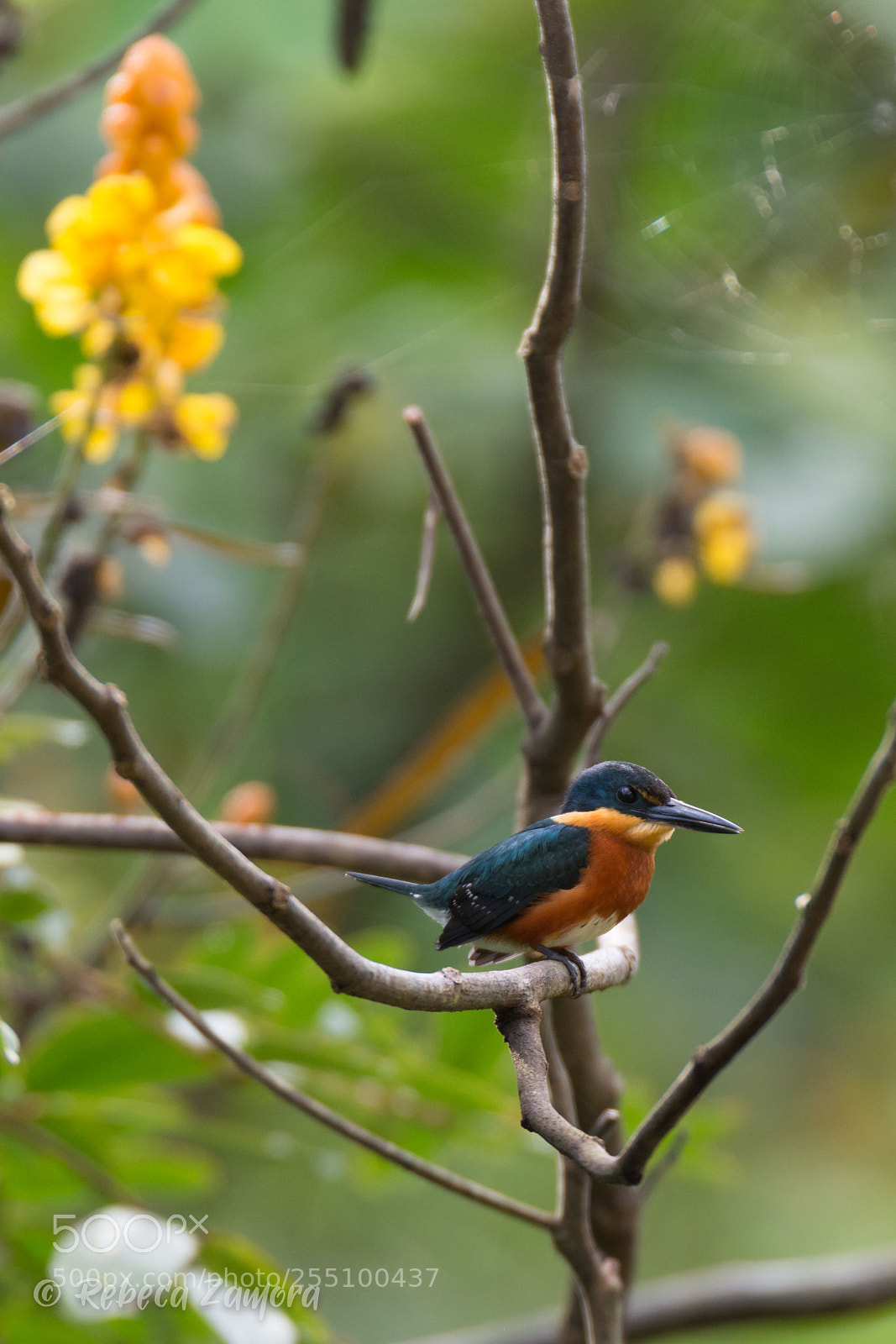 Nikon D7200 sample photo. American pygmy kingfisher can photography