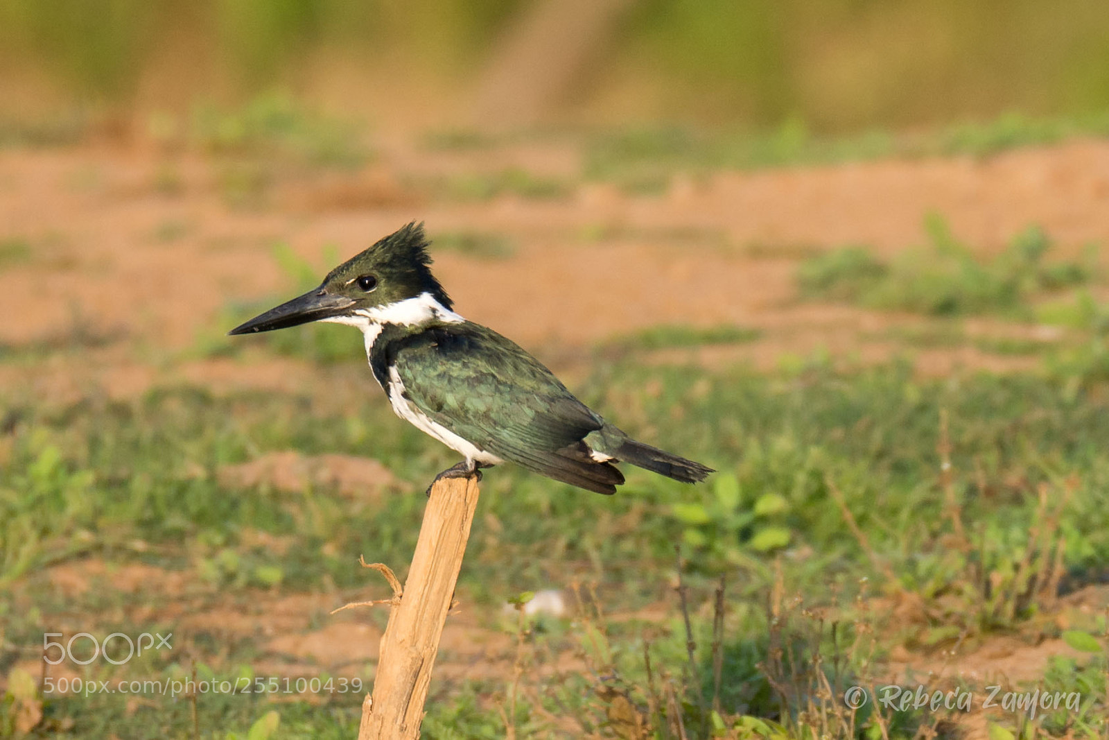 Nikon D7200 sample photo. Green kingfisher can o photography