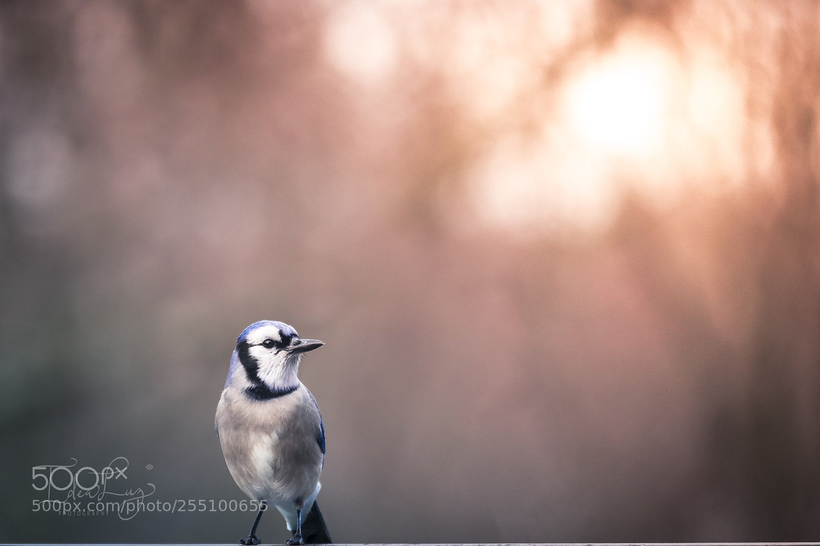 Sony a7 II sample photo. Blue phenix photography