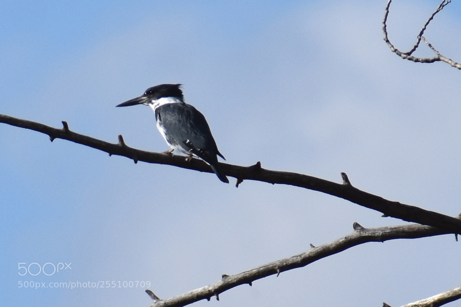 Nikon D3400 sample photo. Kingfisher  photography