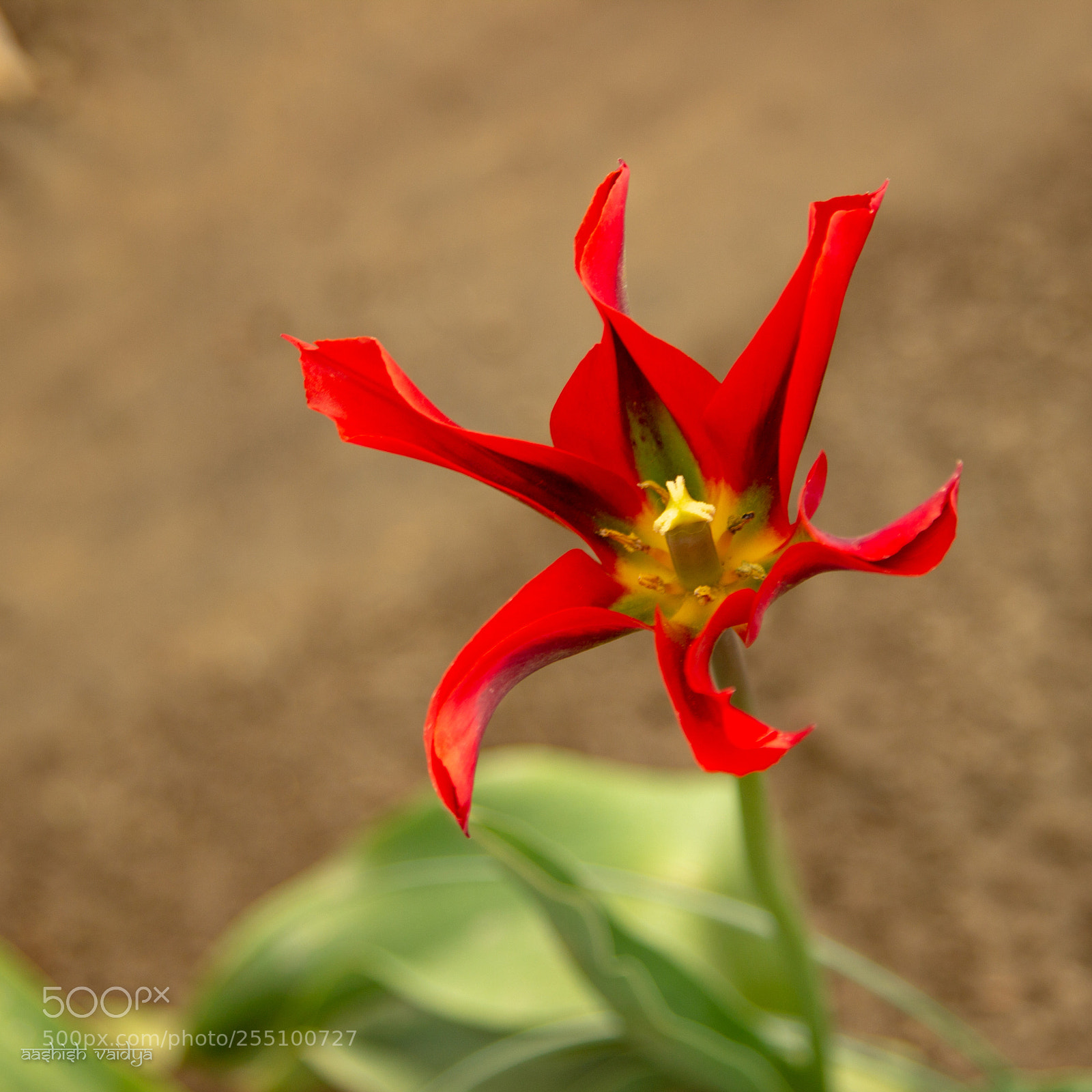 Canon EOS 600D (Rebel EOS T3i / EOS Kiss X5) sample photo. Pinwheel tulip photography