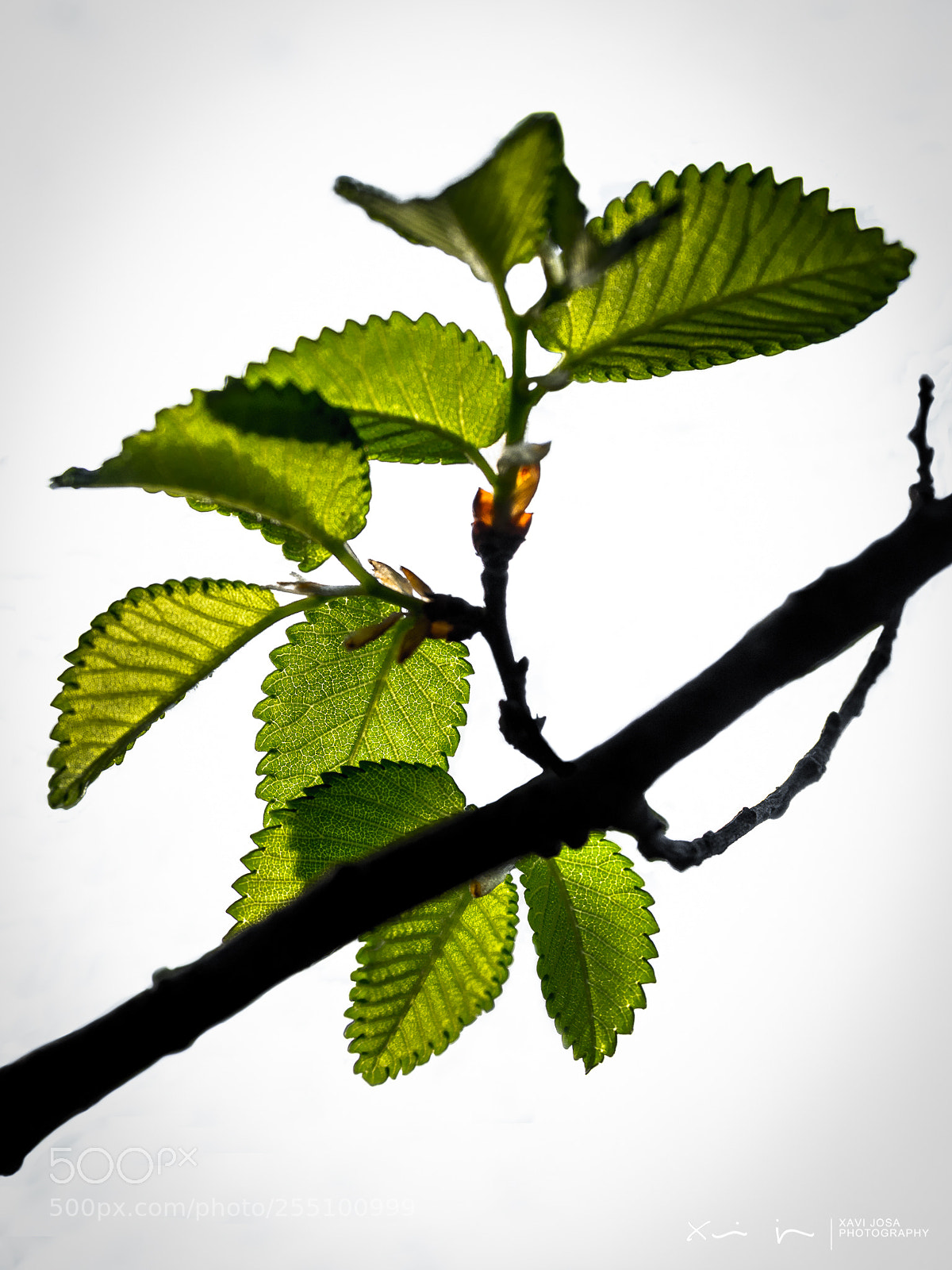 Olympus OM-D E-M1 Mark II sample photo. Backlit green leaves.. photography
