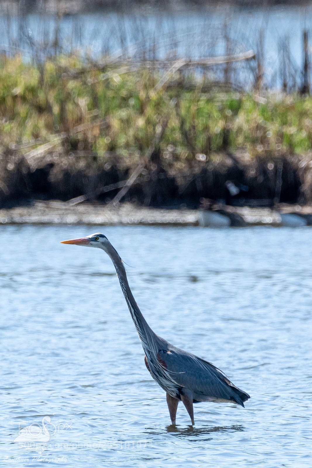 Nikon D5200 sample photo. Gbh photography