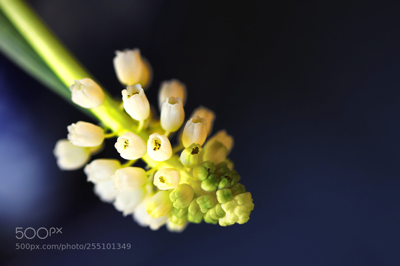Canon EOS 800D (EOS Rebel T7i / EOS Kiss X9i) sample photo. Grape hyacinth. photography