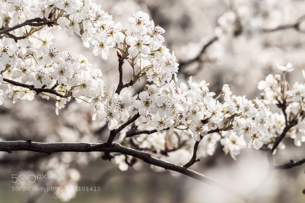 Canon EOS 70D sample photo. White spring photography