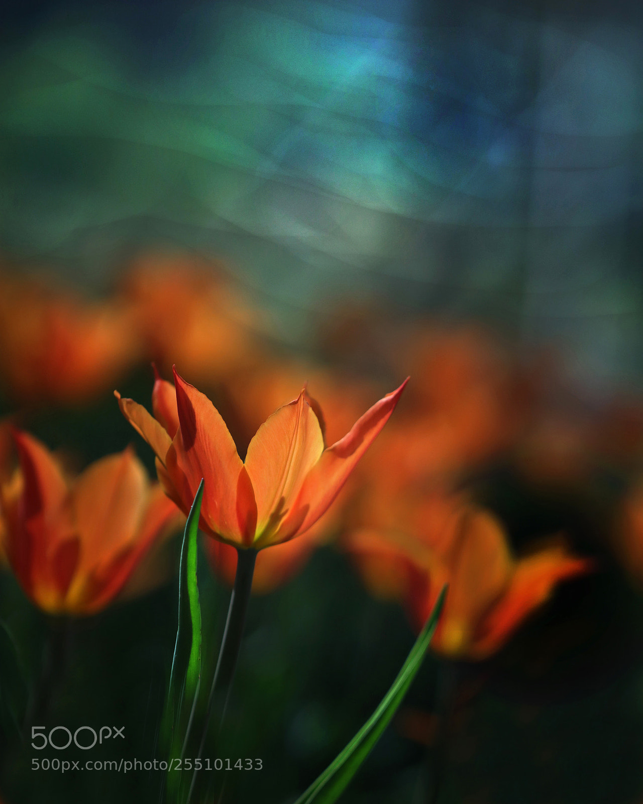 Canon EOS 80D sample photo. Tulips 3 photography