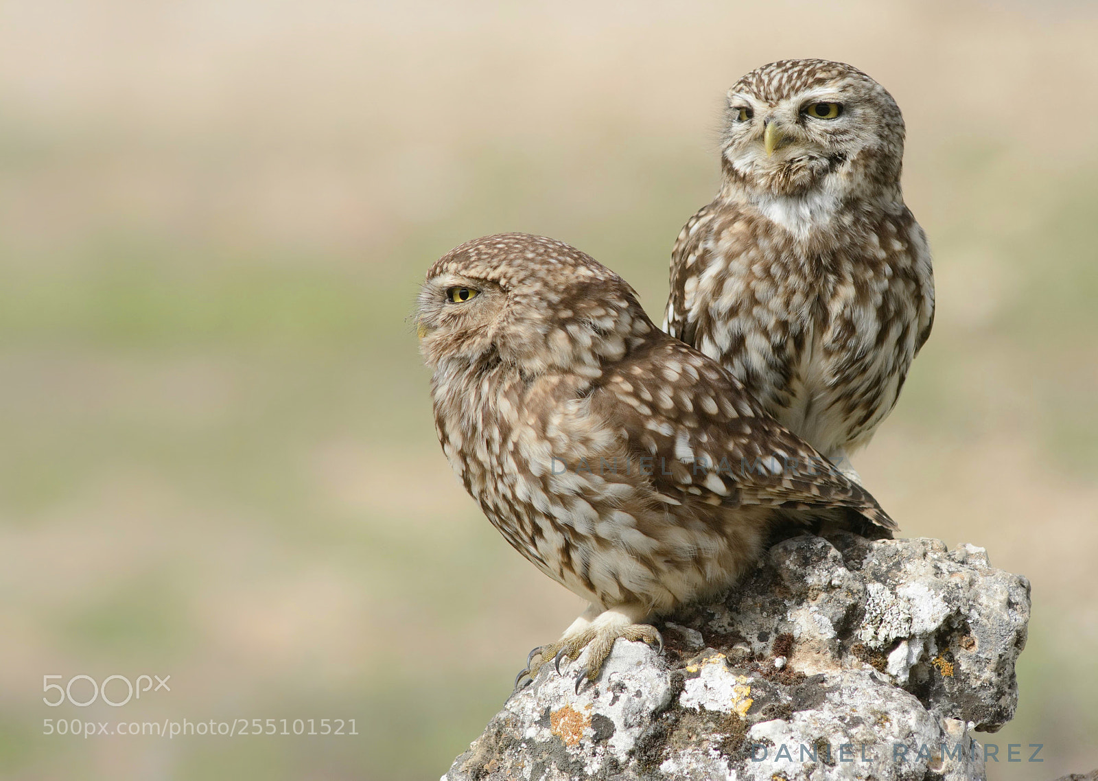 Nikon D7100 sample photo. Pareja de mochuelos photography