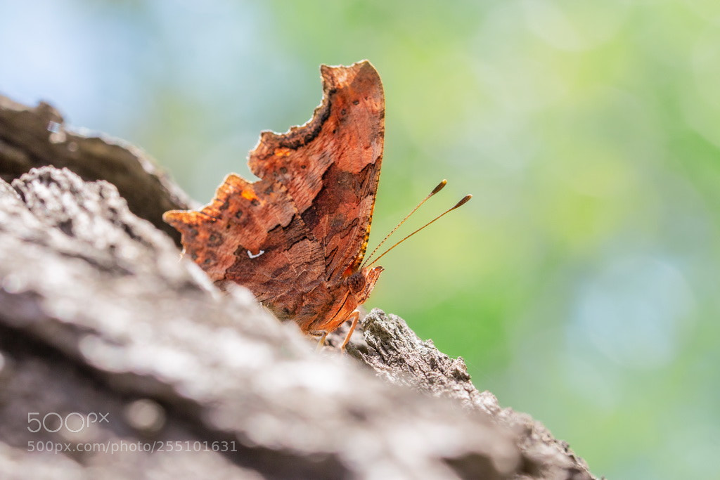 Canon EOS 70D sample photo. Butterfly photography