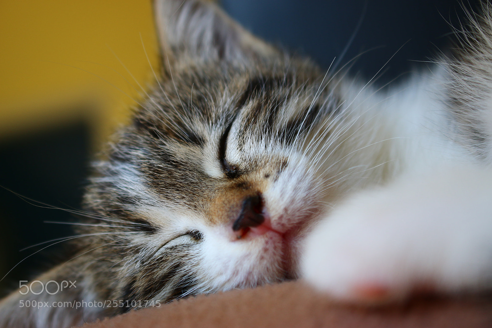 Canon EOS 70D sample photo. Dormire senza problemi photography