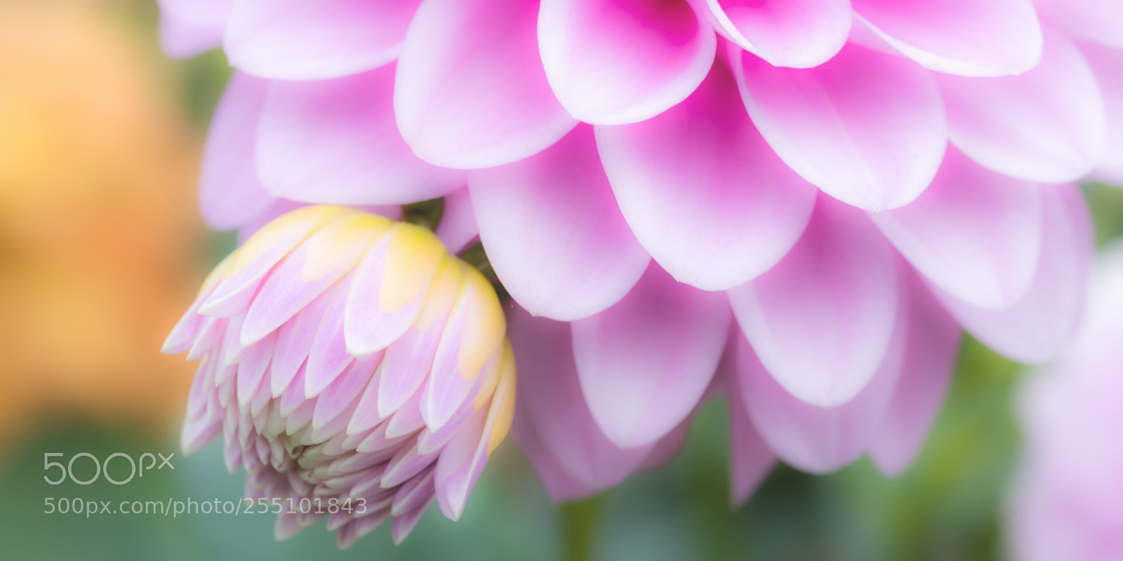 Nikon D810 sample photo. Dahlia dreaming photography