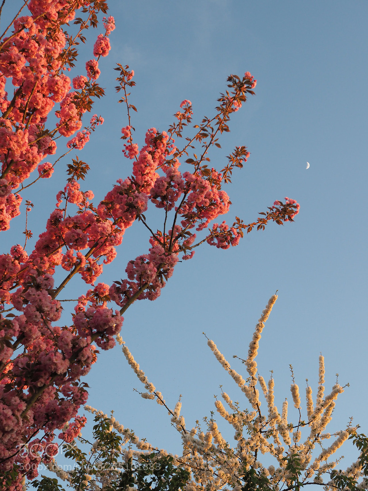 Olympus OM-D E-M10 sample photo. Reach out for the photography
