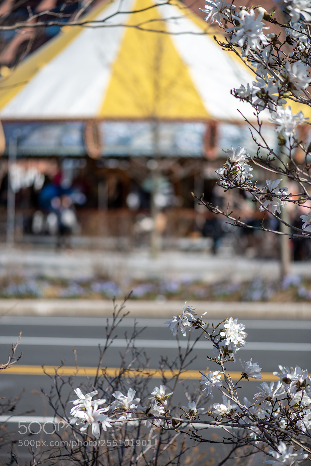 Nikon D800 sample photo. Merry-go-spring photography