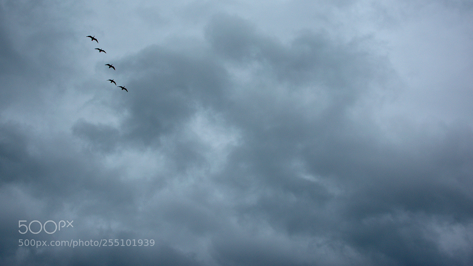 Nikon D3400 sample photo. Geese photography