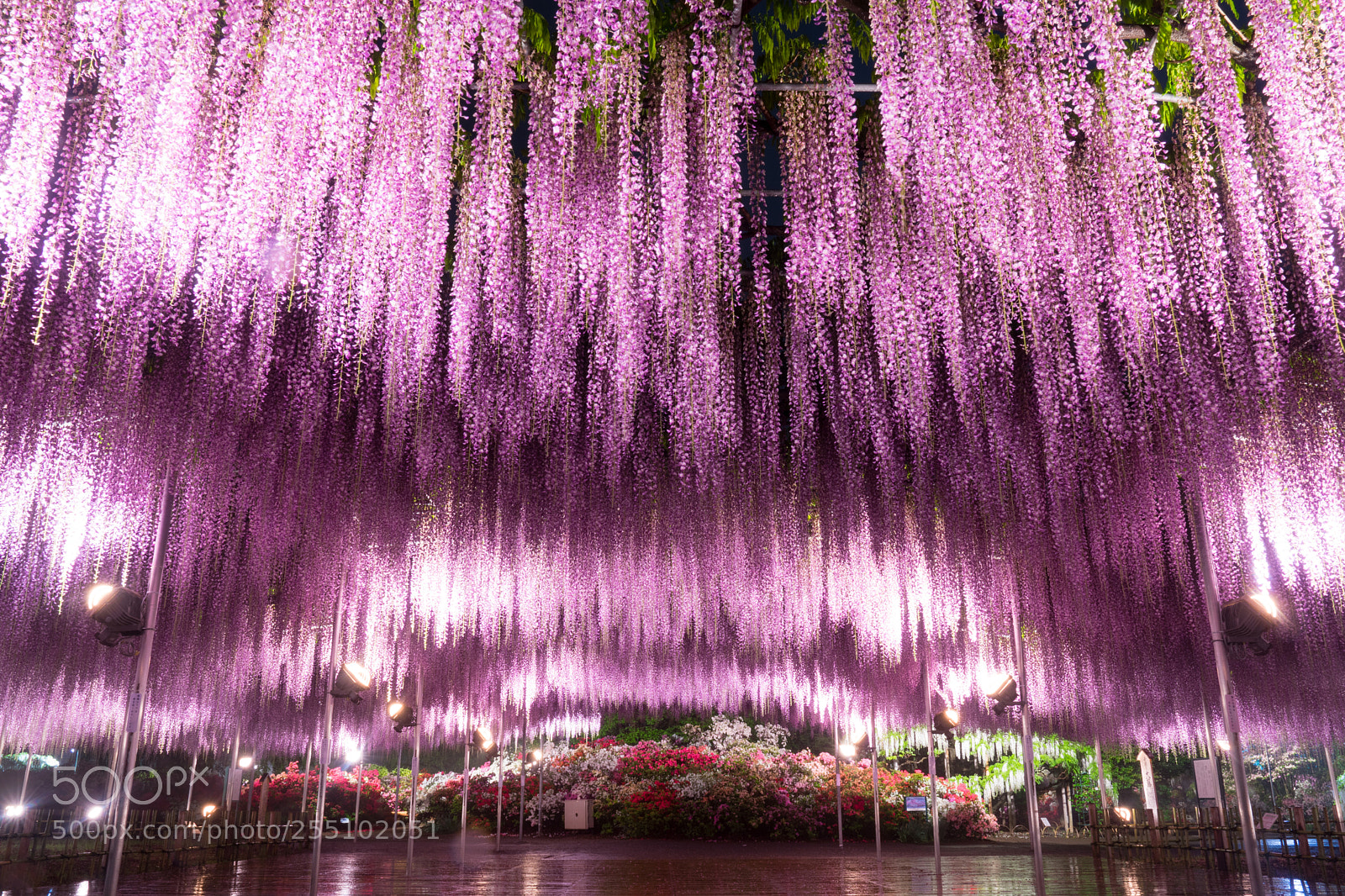 Sony a7 II sample photo. Flower curtain photography