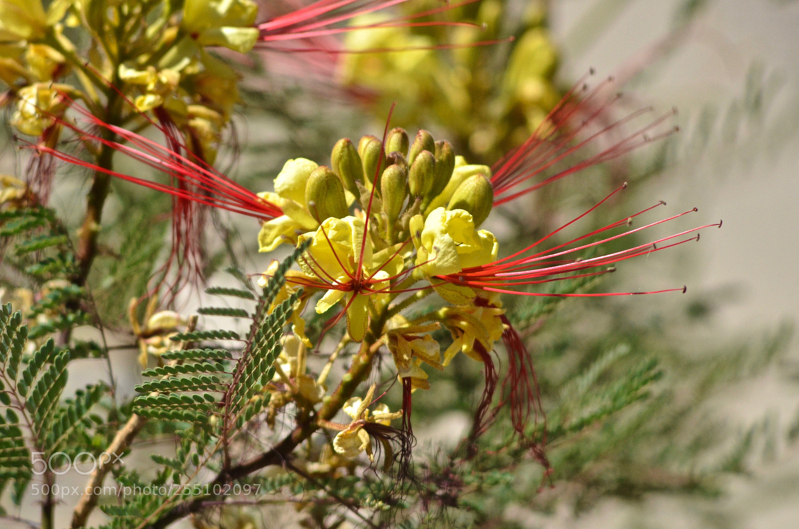 Nikon D7000 sample photo. Arizona flower photography