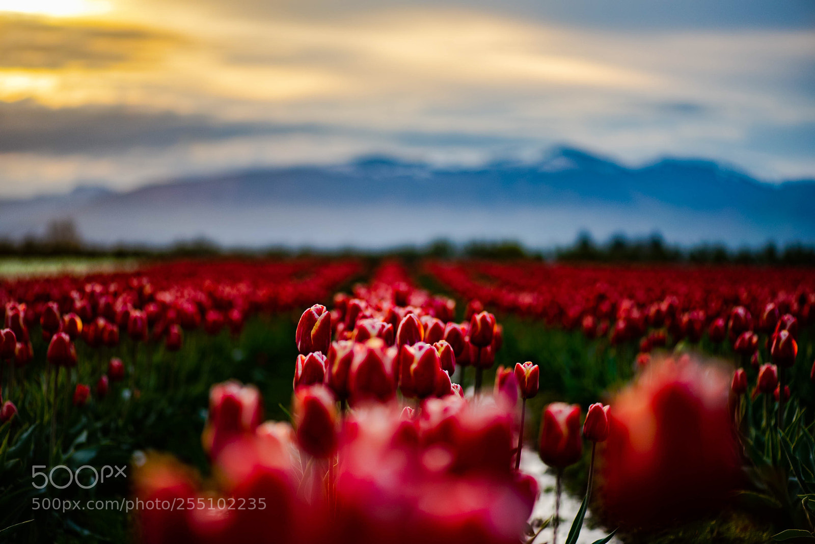 Nikon D810 sample photo. 2018 skagit valley tulip photography