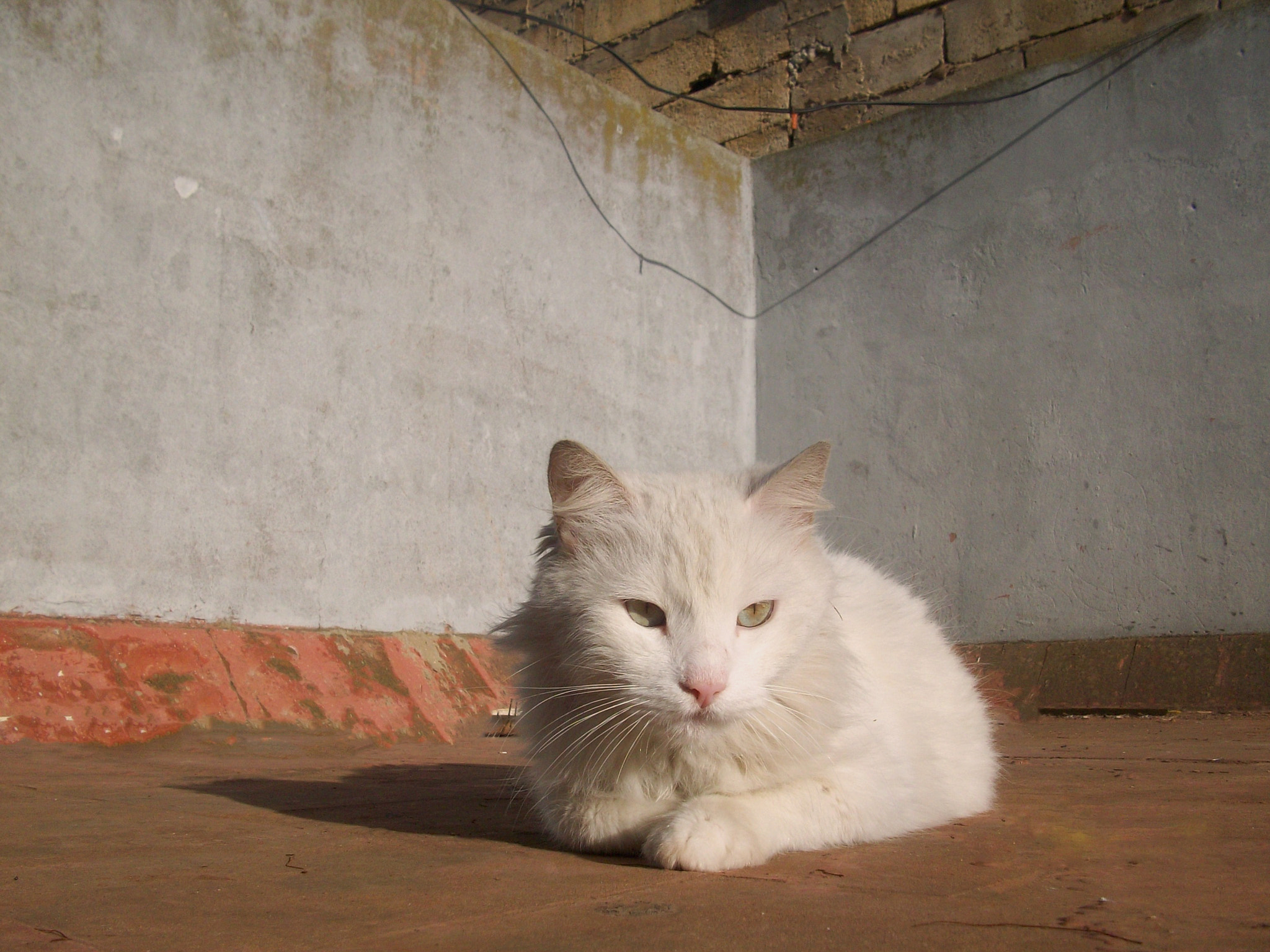Kodak EASYSHARE M763 DIGITAL CAMERA sample photo. My cute tiger photography