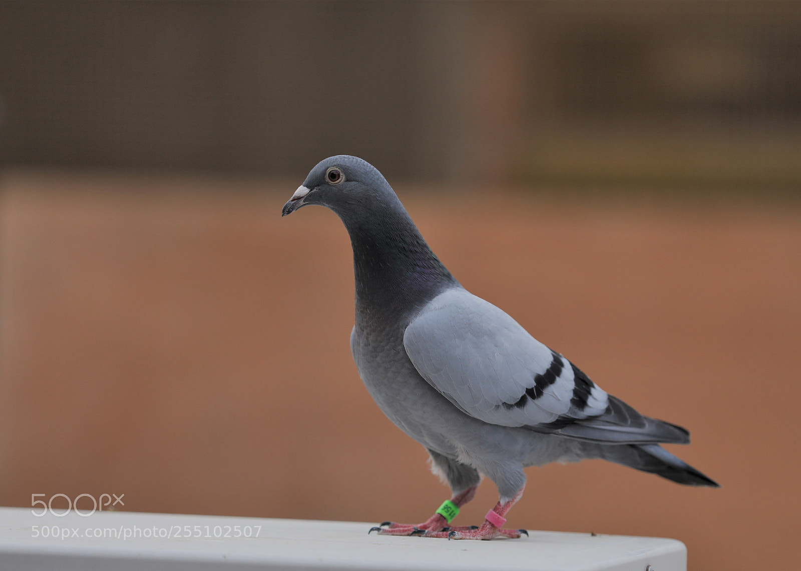Canon EOS 5D Mark IV sample photo. My homing pigeon photography