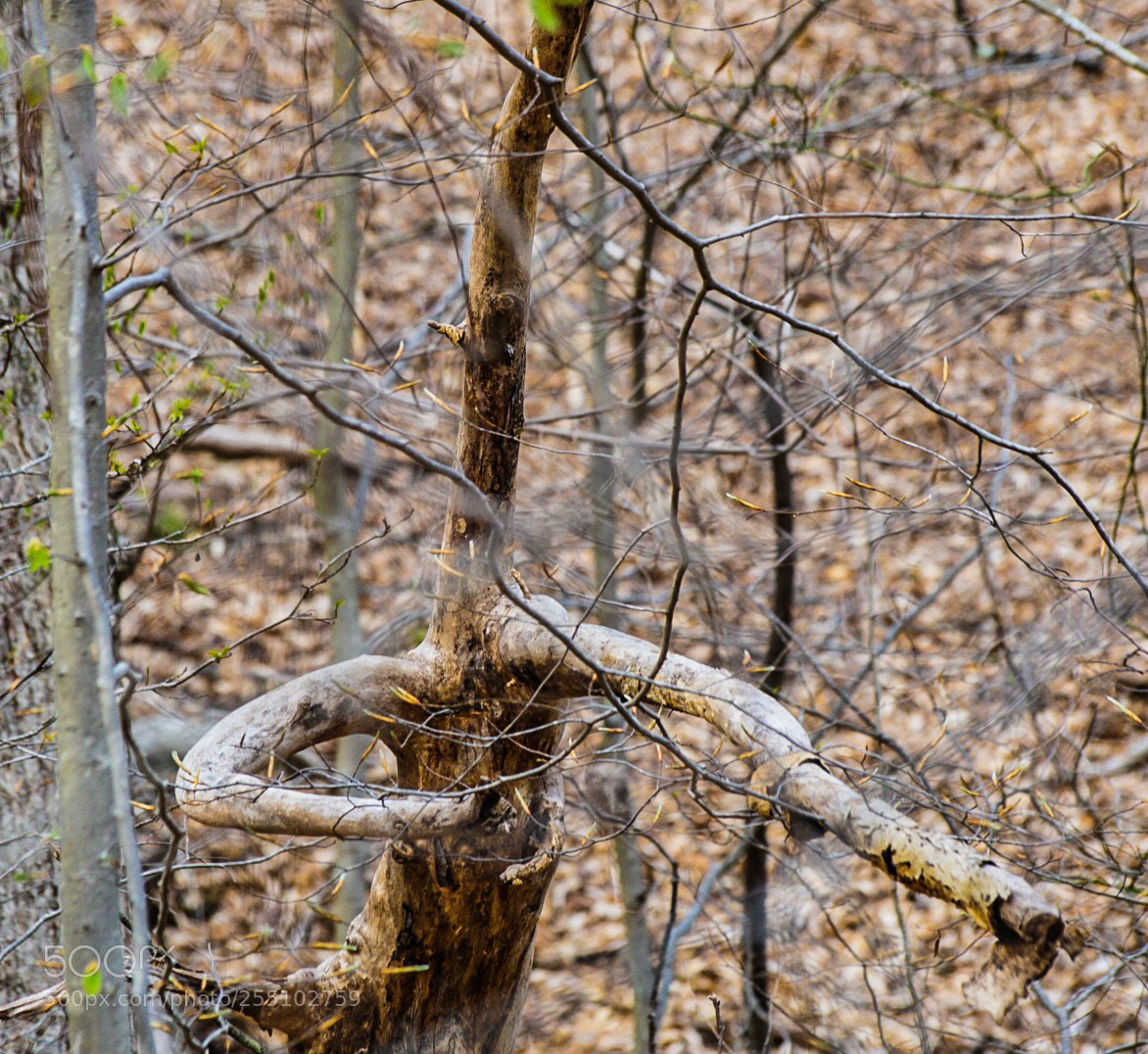 Sony a6000 sample photo. The fighting tree photography