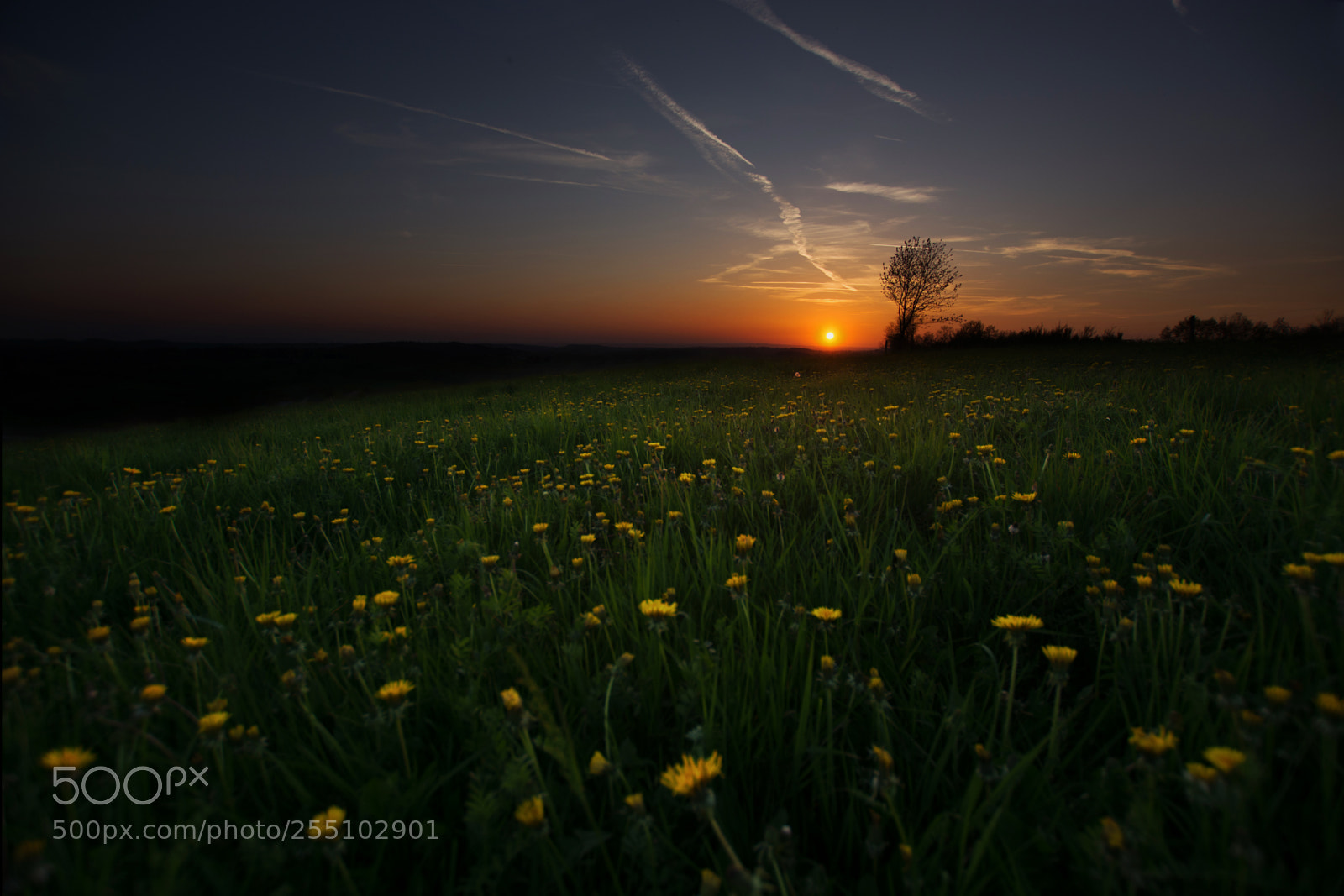 Nikon D7100 sample photo. Sunshine nizerolles (2/2) photography