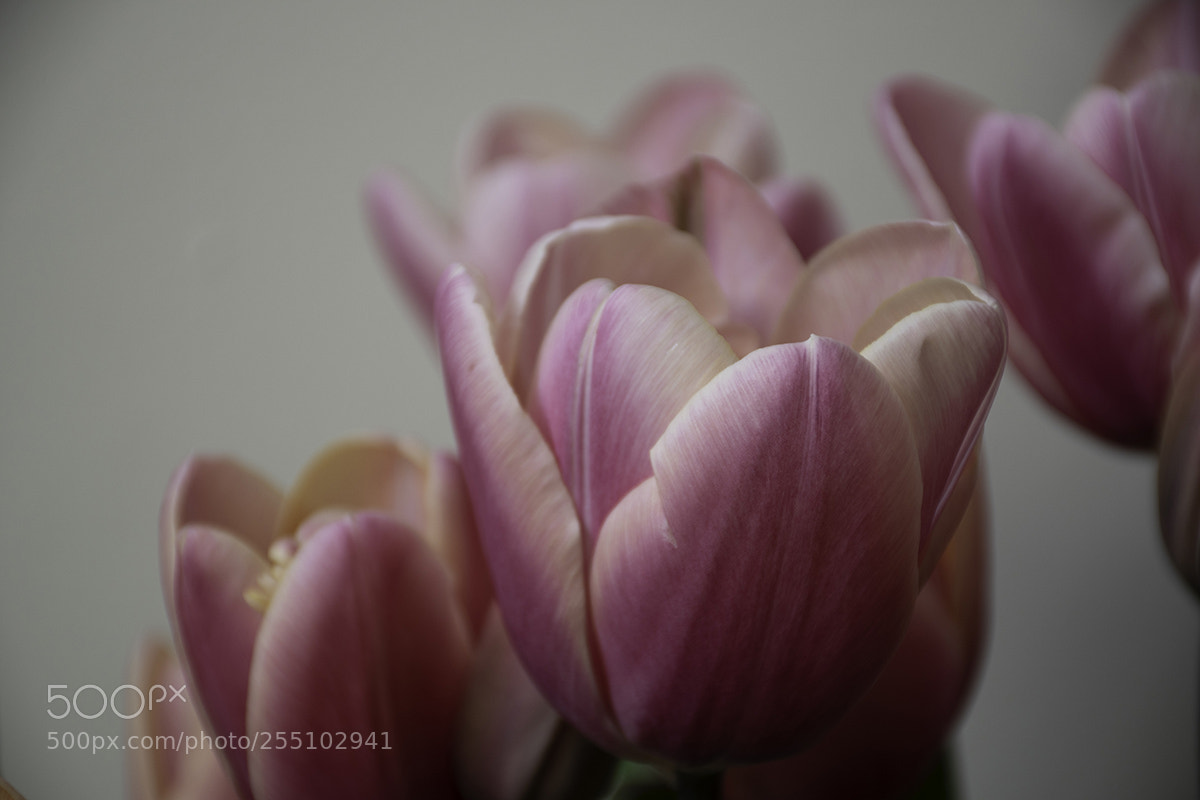 Nikon D7500 sample photo. Tulips em photography