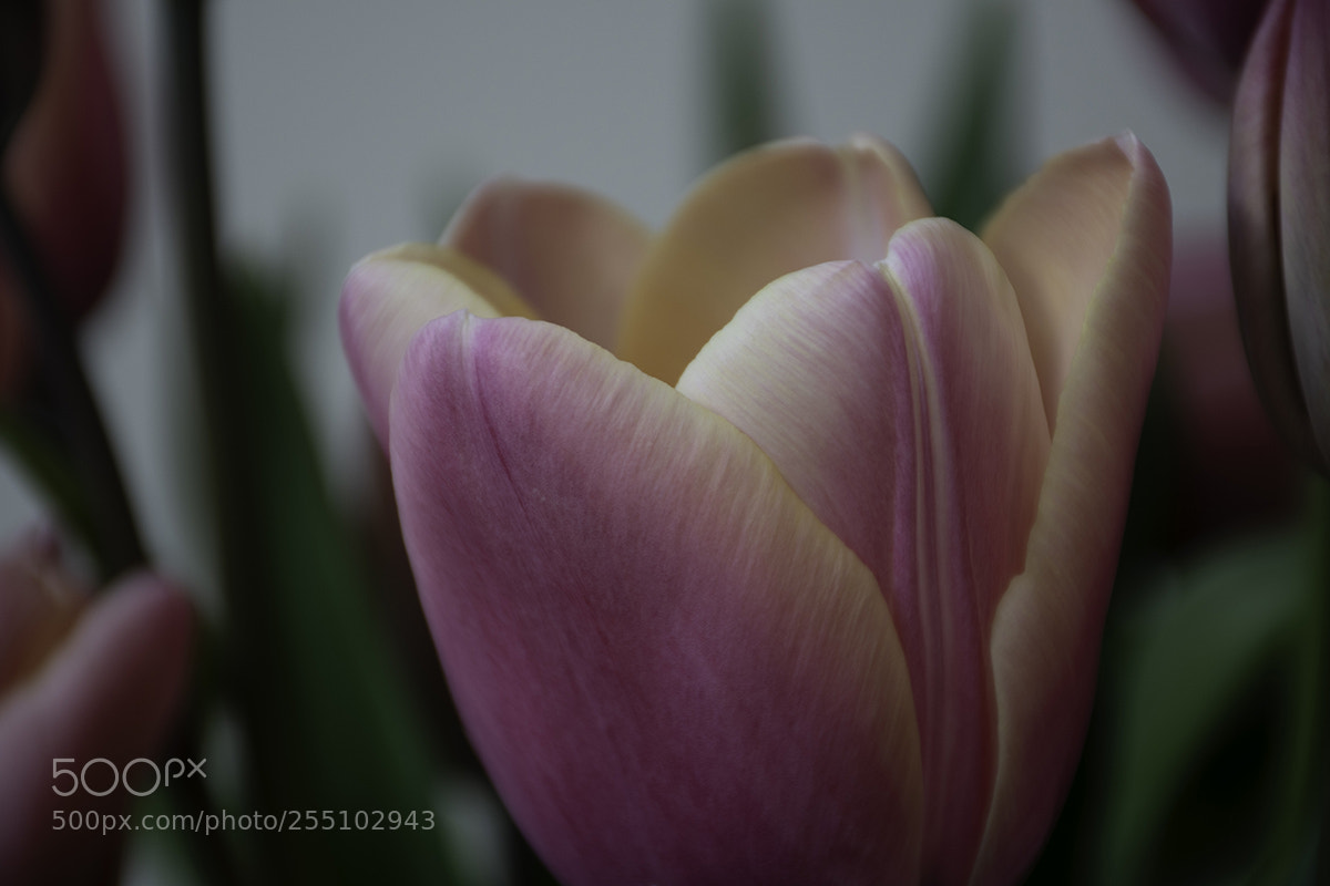 Nikon D7500 sample photo. Pink tulips em photography