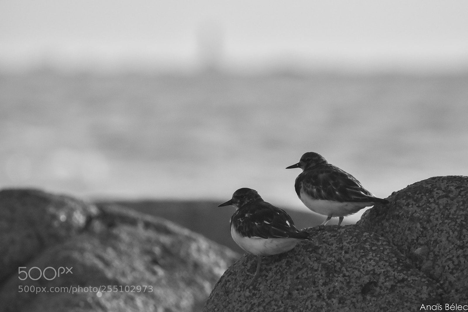 Nikon D5500 sample photo. Oiseaux photography