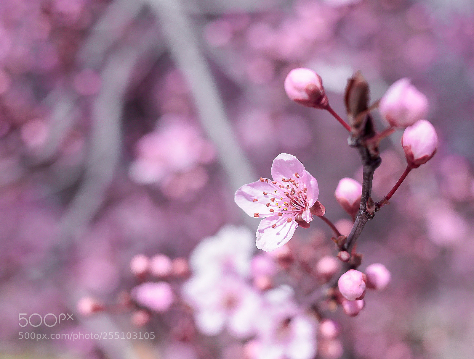 Nikon D3400 sample photo. La vie en rose photography