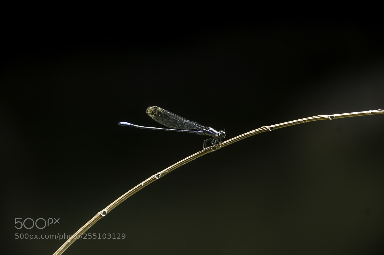 Nikon D7100 sample photo. Abundant inhabitant of the photography