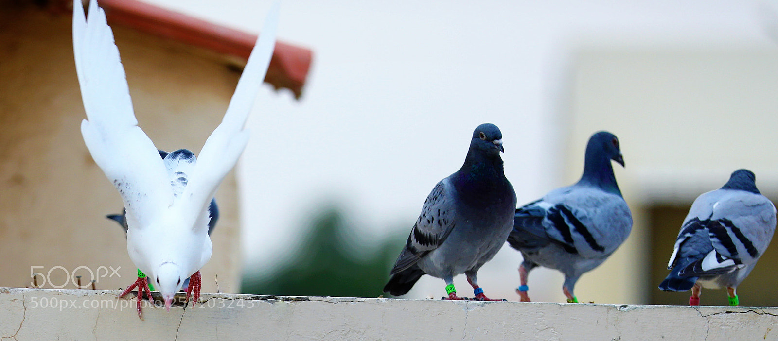 Canon EOS 5D Mark IV sample photo. A photography