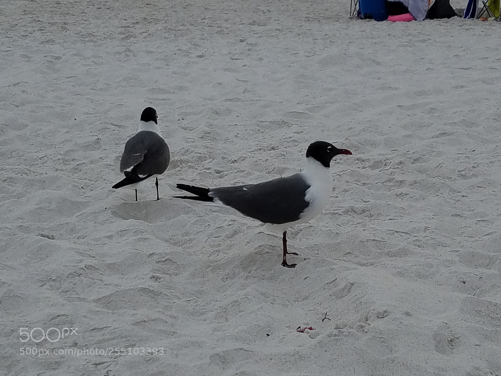 Samsung Galaxy S7 sample photo. Birdies! photography