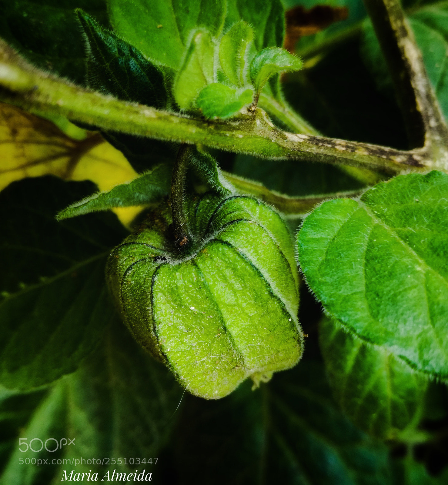HUAWEI P9 LITE sample photo. Physalis! photography