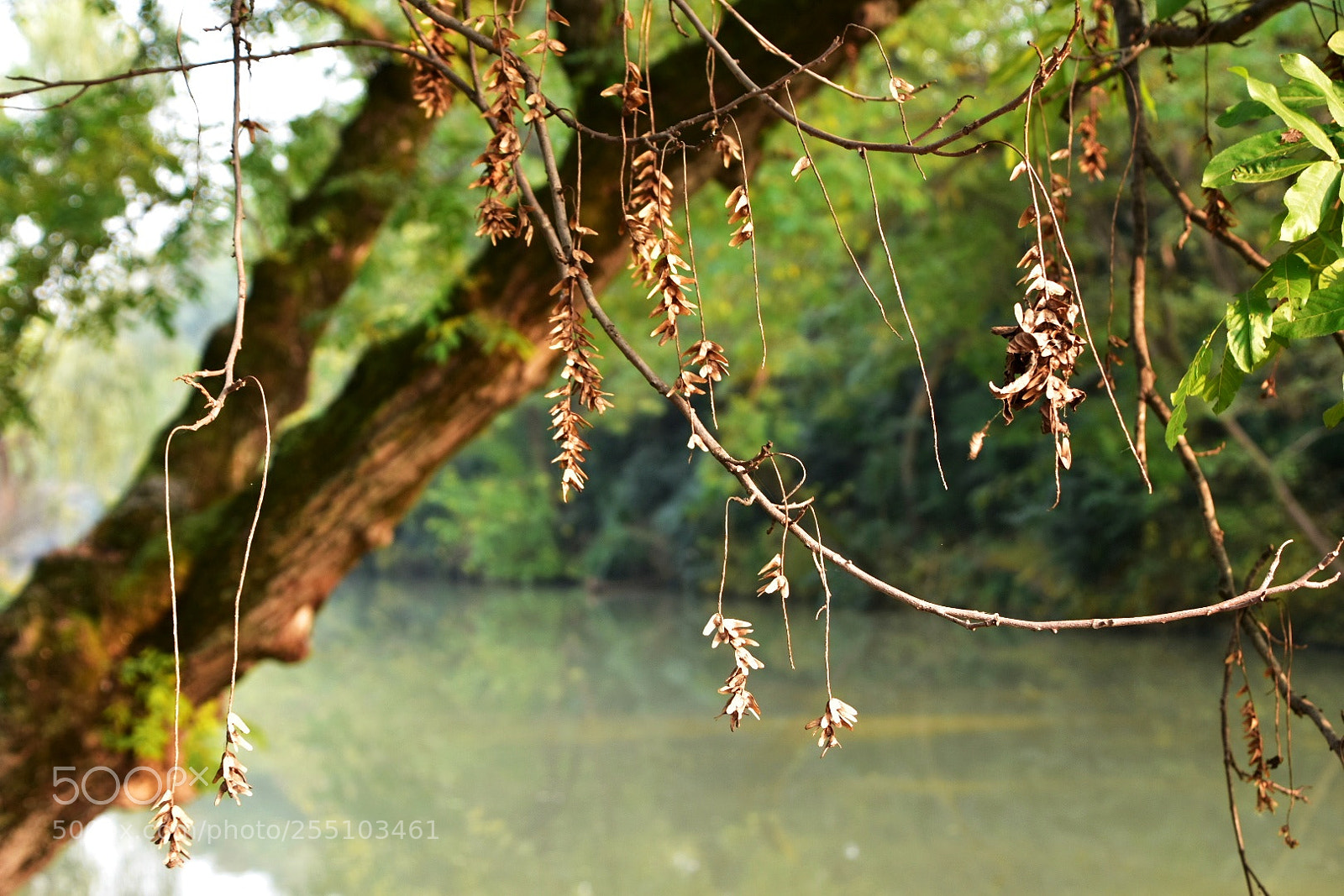 Nikon D7200 sample photo. Hanging photography