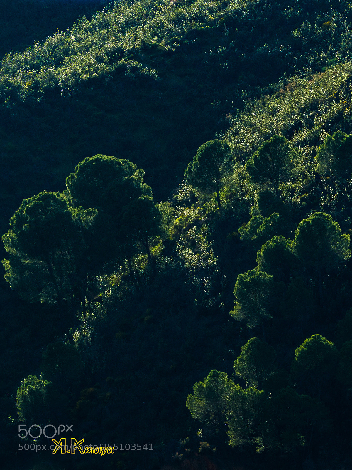 Olympus OM-D E-M10 II sample photo. Ladera verde photography